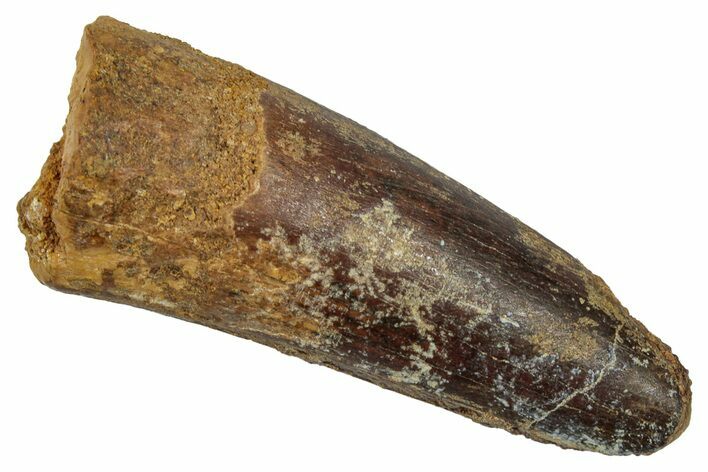 Fossil Spinosaurus Tooth - Real Dinosaur Tooth #345486